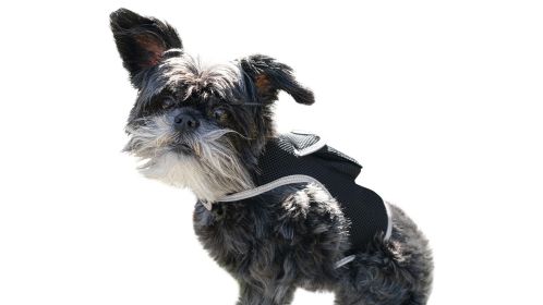 NEW Action Triggered GPS Tracking System for Dogs Collar Mount Tracker Size:S